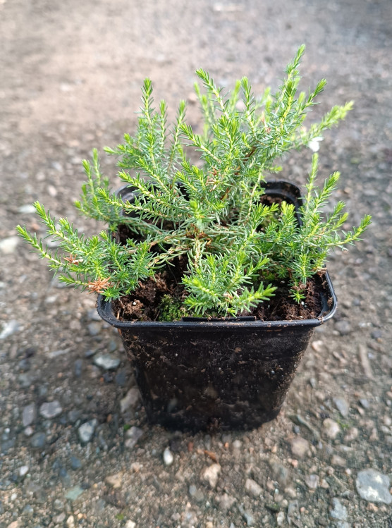 detail Vřesovec popelavý 'Alba Minor'