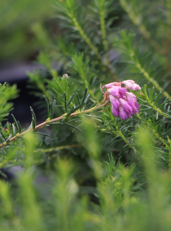 detail Vřesovec 'Rudi'