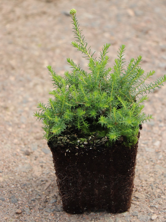 detail Vřesovec 'Rudi'