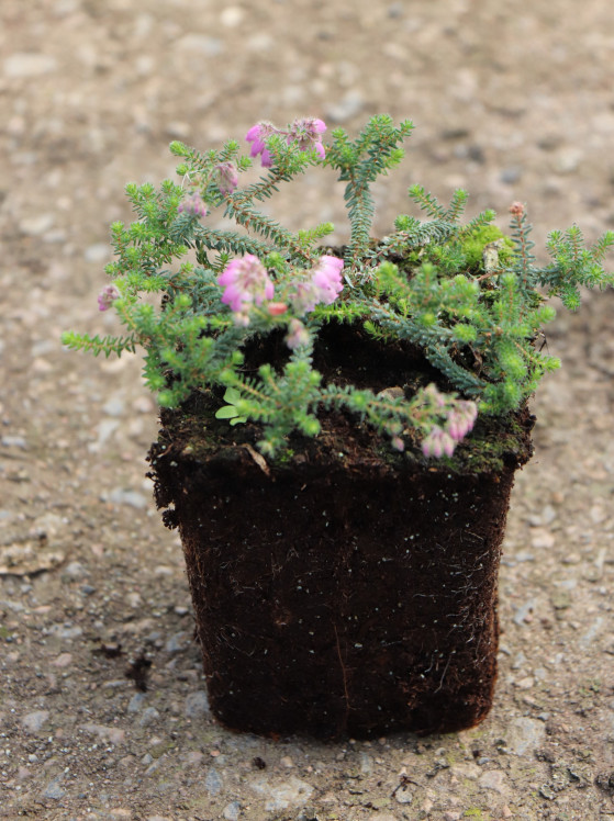 detail Vřesovec Stuartův 'Irish Lemon'