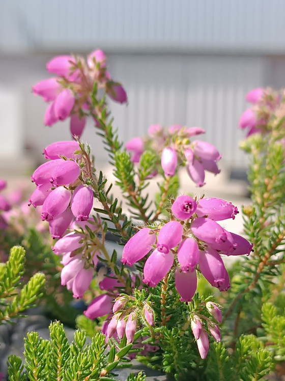 detail Vřesovec Stuartův 'Irish Orange'