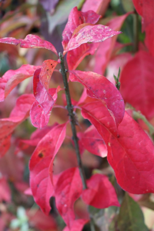 detail Brslen evropský