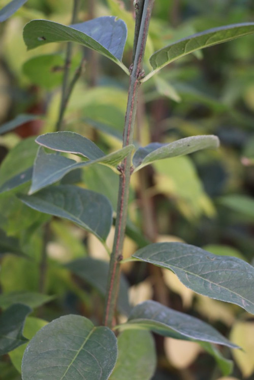 detail Brslen evropský