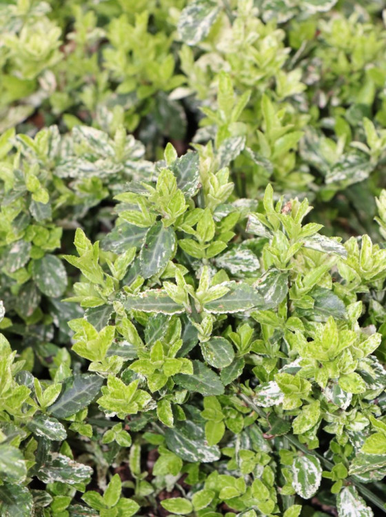 detail Brslen Fortuneův ´Harlequein´