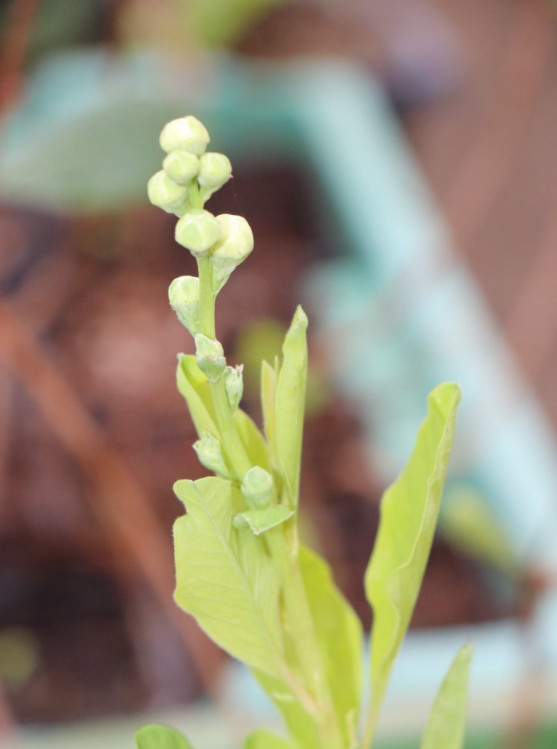 detail Hroznovec velkokvětý