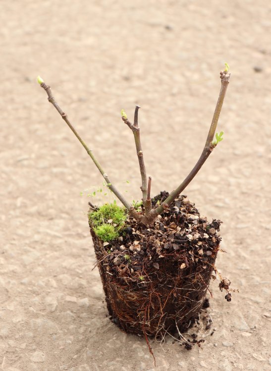 detail Fíkovník smokvoň ® 'Morena'®