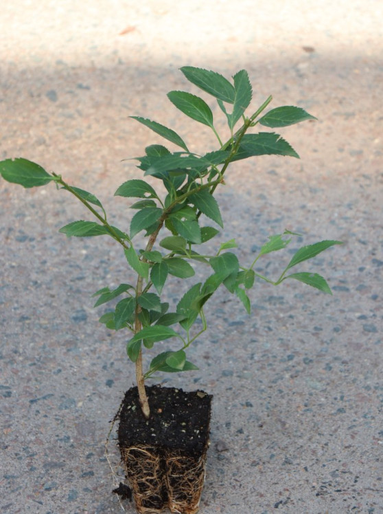 detail Zlatice prostřední 'Arnold Dwarf'