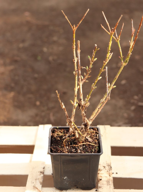 detail Zlatice prostřední 'Minigold'