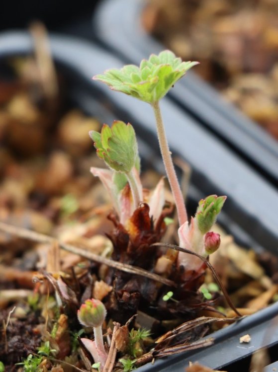 detail Kakost 'Johnson´s Blue'