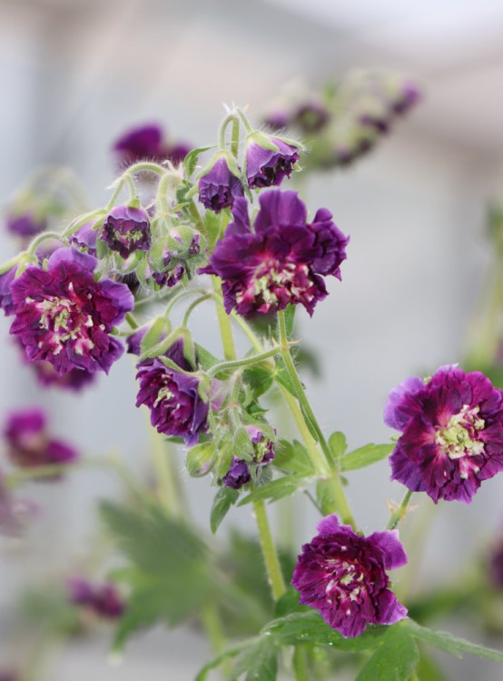 detail Kakost ´Joseph Green´