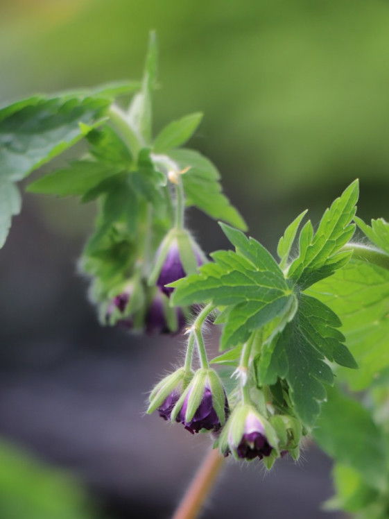 detail Kakost ´Joseph Green´