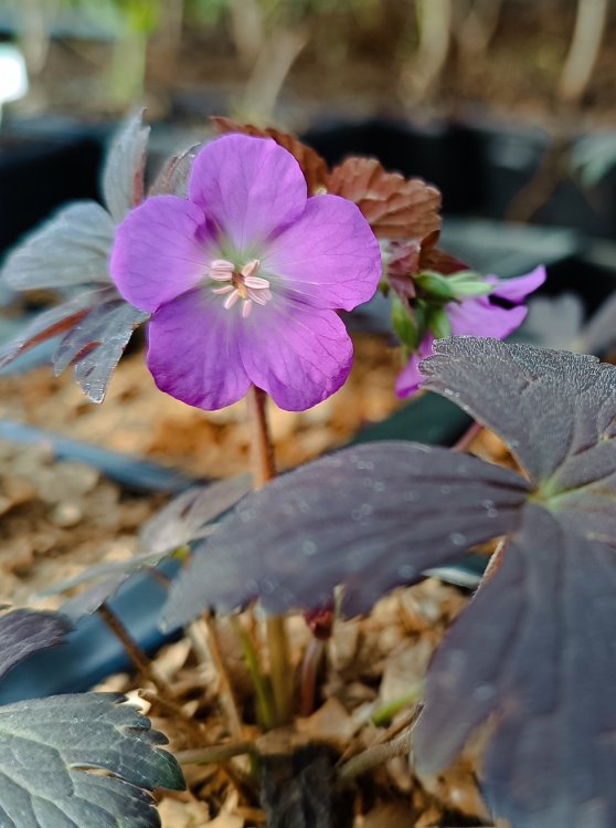 detail Kakost 'Stormy Night'