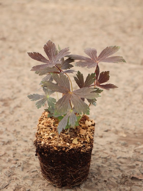 detail Kakost 'Stormy Night'