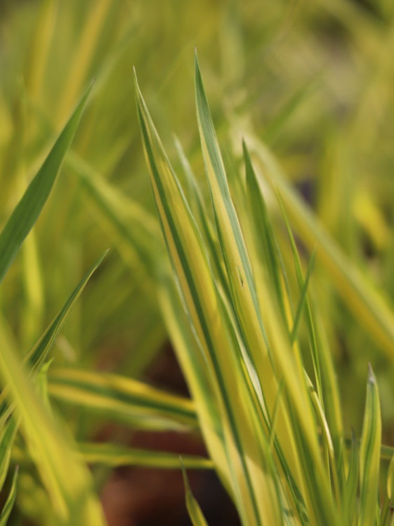 detail Rákosovka velká 'Aureola´