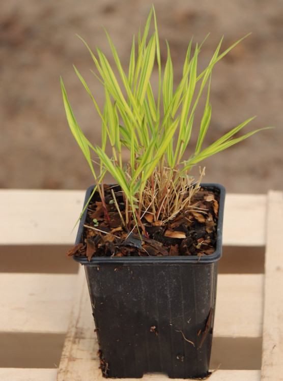 detail Rákosovka velká 'Aureola´