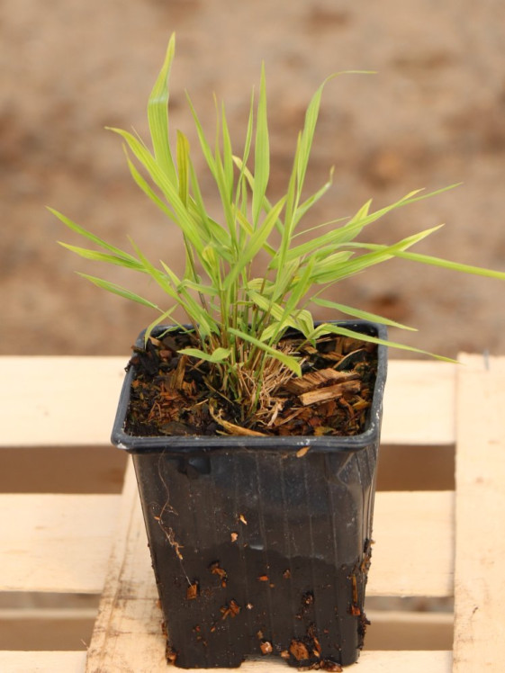 detail Rákosovka velká 'Beni Kaze´