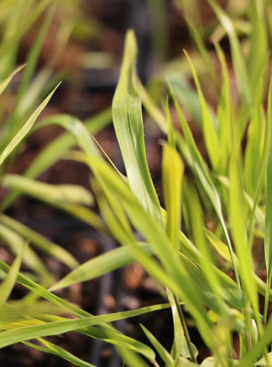 detail Rákosovka velká 'Beni Kaze´
