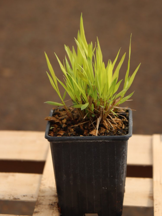 detail Rákosovka velká 'Sunflare´