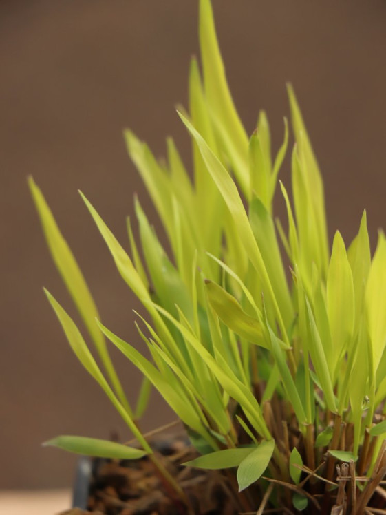 detail Rákosovka velká 'Sunflare´