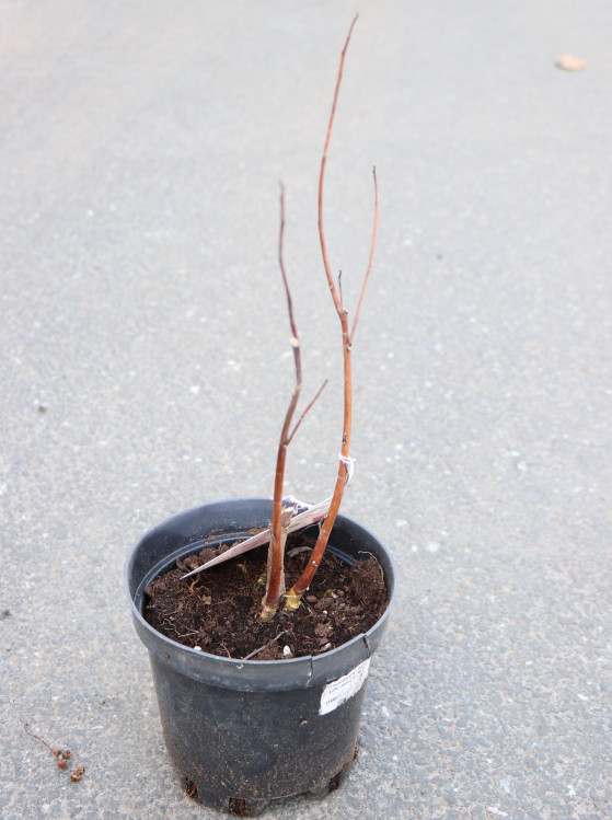 detail Ibišek bahenní ´Head Over Heels Passion´