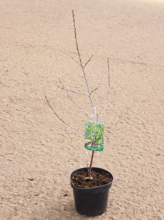 detail Rakytník řešetlákový samčí 'Pollmix'