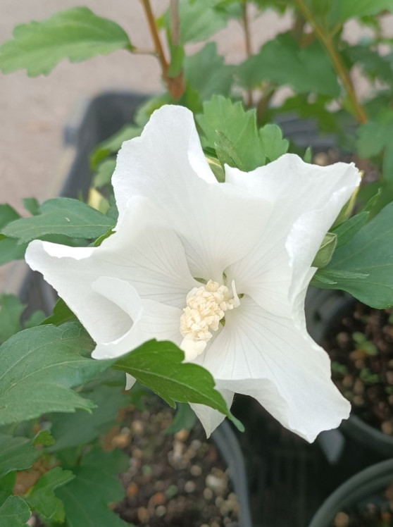 detail Ibišek syrský 'Eleonore´®