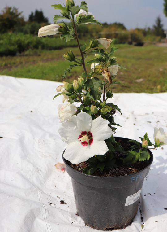 detail Ibišek syrský 'Red Heart'