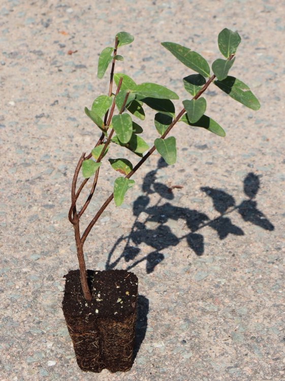 detail Třezalka rozkladitá 'Hidcote'