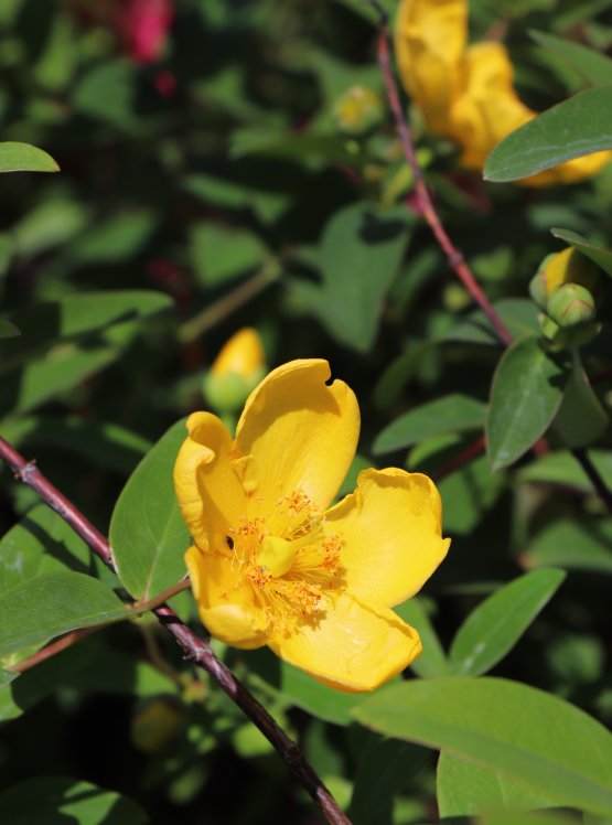detail Třezalka rozkladitá 'Hidcote'
