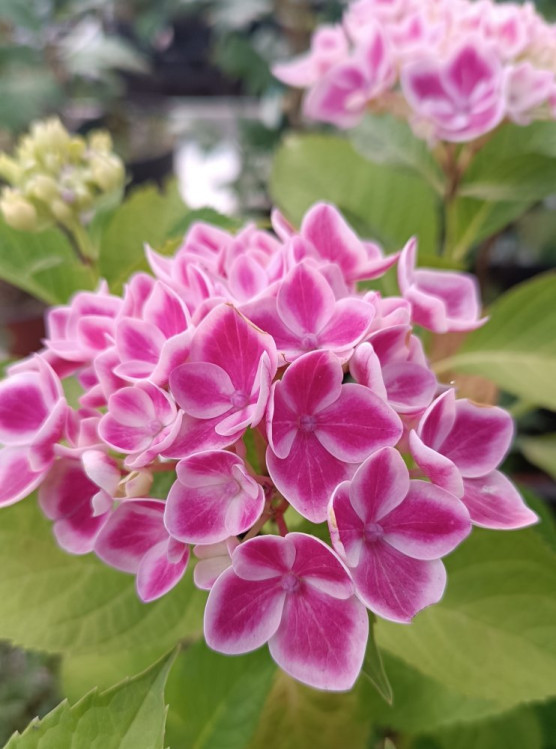 detail Hortenzie velkolistá 'Camilla'