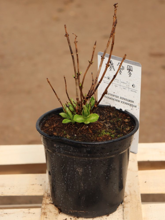 detail Hortenzie velkolistá 'Camilla'