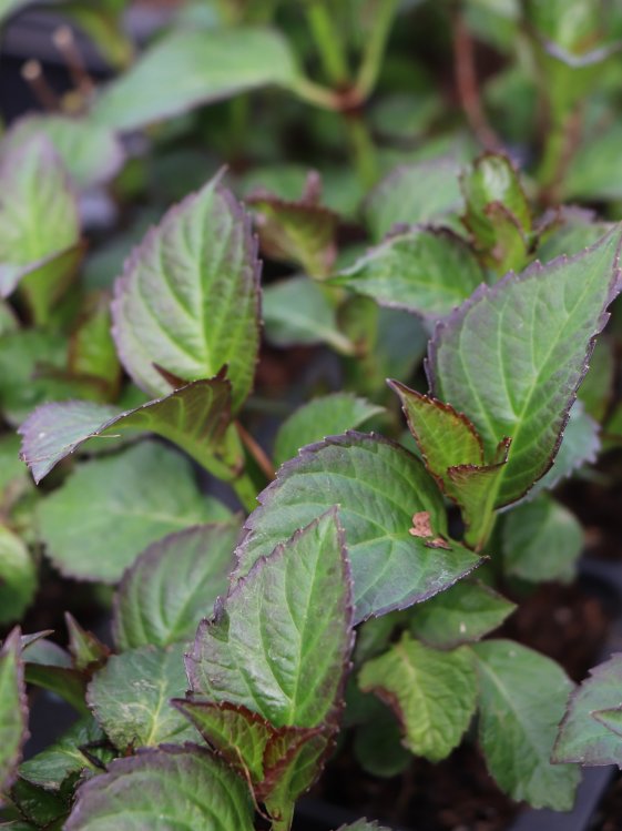 detail Hortenzie velkolistá 'Chocolate ever Belles'