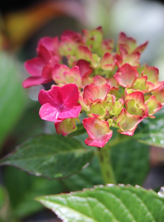 detail Hortenzie velkolistá 'Chocolate ever Belles'