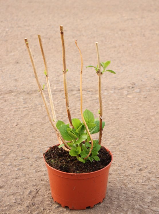 detail Hortenzie velkolistá 'Peppermint'