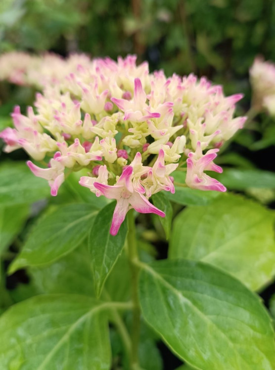 detail Hortenzie velkolistá 'Tovelit'