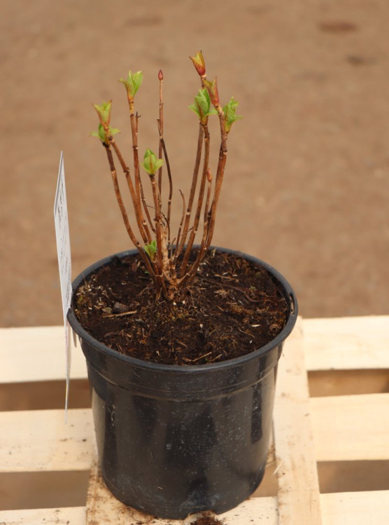 detail Hortenzie velkolistá 'Tovelit'