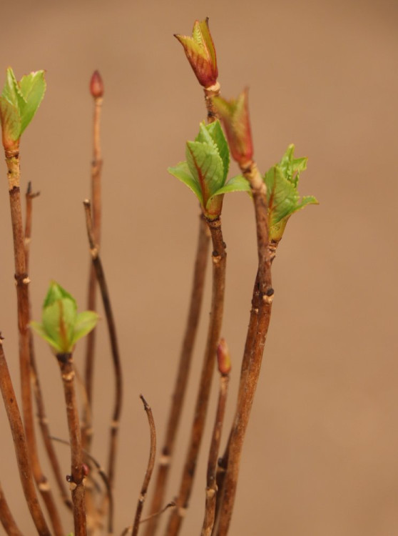 detail Hortenzie velkolistá 'Tovelit'