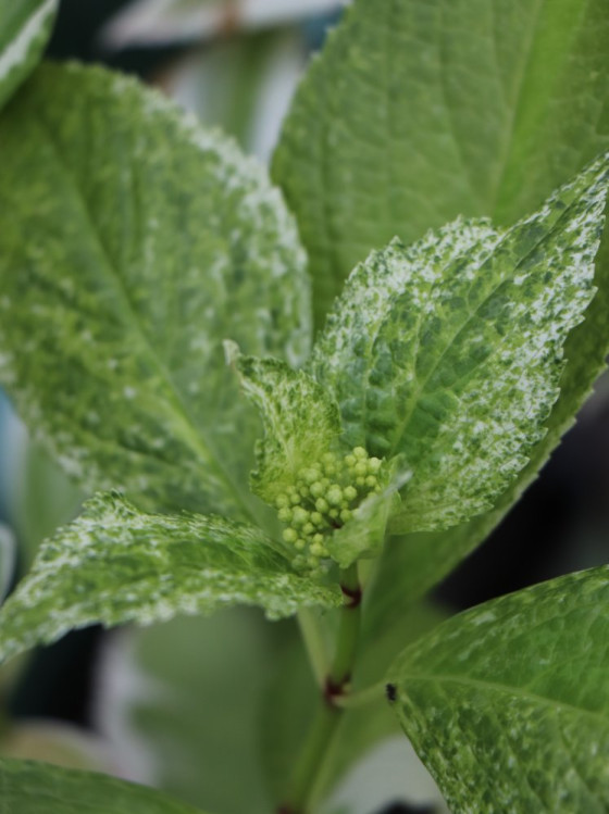 detail Hortenzie velkolistá 'Trico'