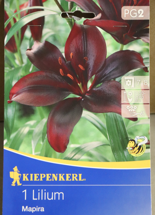 detail Lilie 'Mapira'