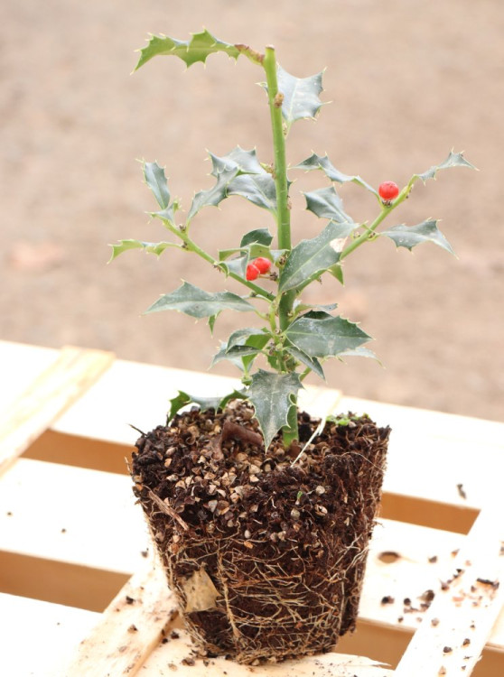 detail Cesmína ostrolistá 'Alaska'