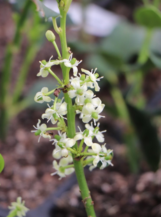 detail Cesmína 'Nellie R. Stevens'