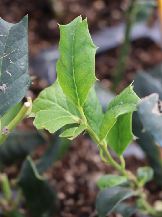 detail Cesmína 'Nellie R. Stevens'