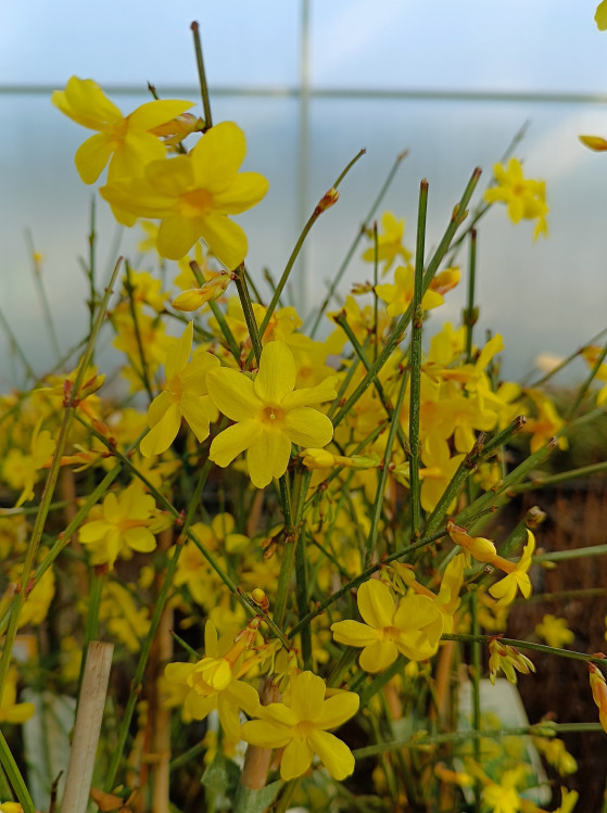 detail Jasmín nahokvětý