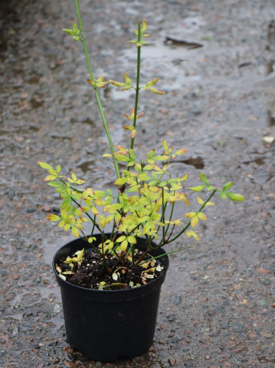 detail Jasmín nahokvětý