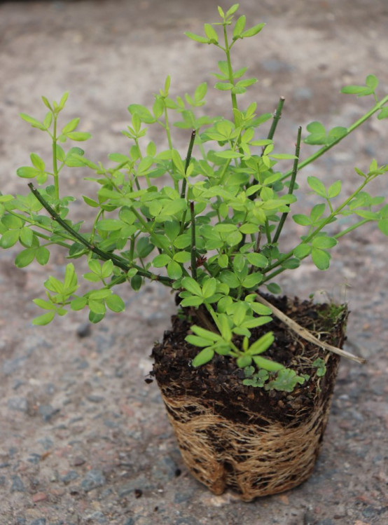 detail Jasmín nahokvětý