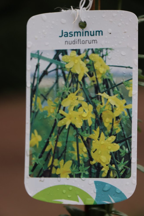 detail Jasmín nahokvětý
