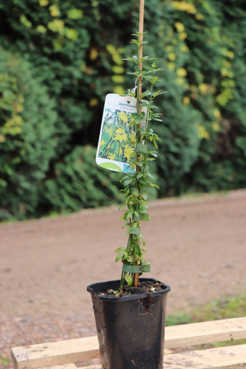 detail Jasmín nahokvětý