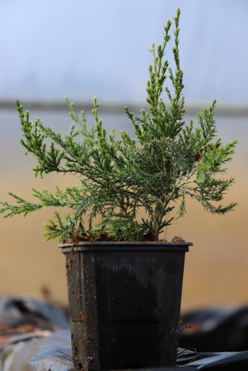 detail Jalovec Pfitzerův 'Mint Julep'