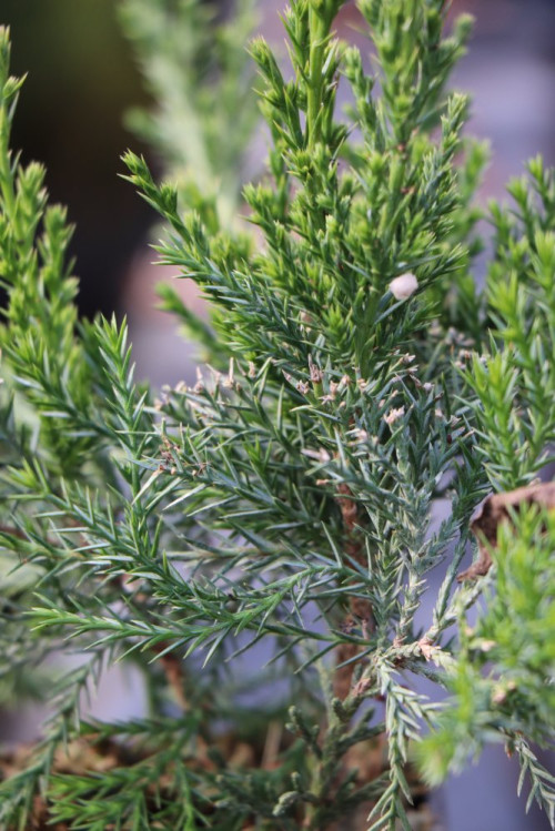 detail Jalovec Pfitzerův 'Mint Julep'