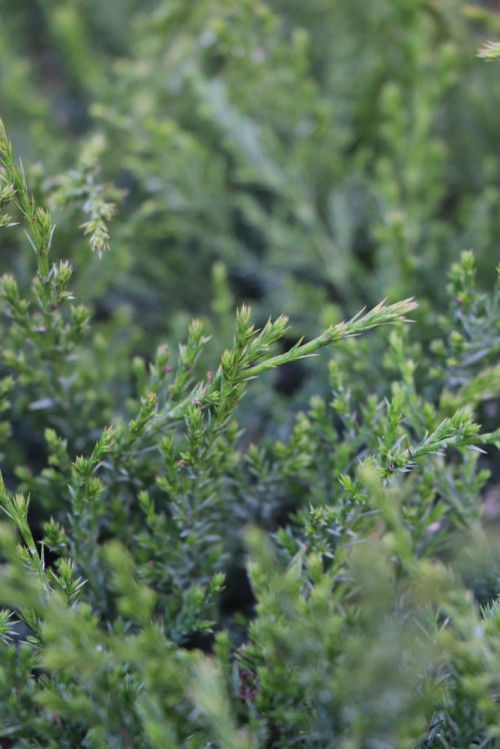 detail Jalovec Pfitzerův 'Mint Julep'